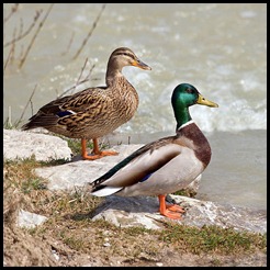 600px-Anas_platyrhynchos_male_female_quadrat