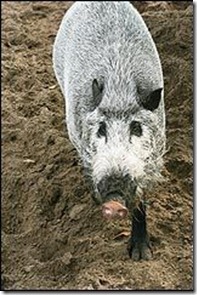 Who are you calling a pig?