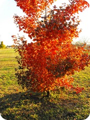 US Army Heritage Center Fall 2011 047