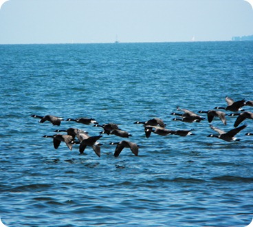 Put In Bay Lake Erie 070