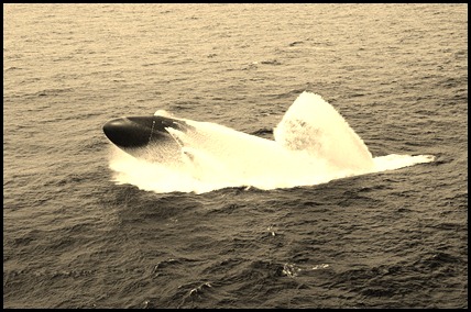 403625_10150522454017135_88656327134_8850643_1840822452_n